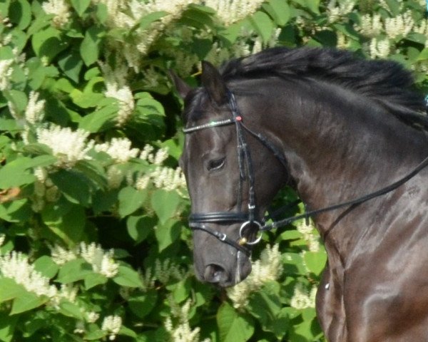 Dressurpferd Pablo Picasso 102 (Oldenburger, 2004, von Pik Noir)