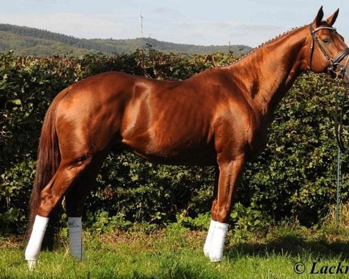 jumper Namour (Senner horse, 2008, from Fandsy AA)