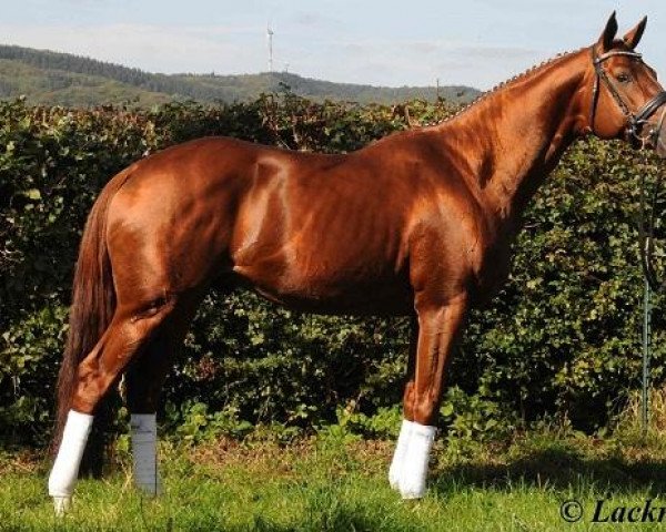 jumper Namour (Senner horse, 2008, from Fandsy AA)