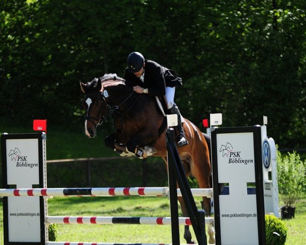 Springpferd Cumberry Boy (Holsteiner, 2008, von Canto)