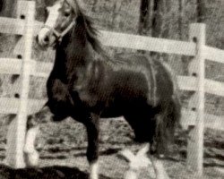 stallion Dafydd Y Brenin Cymraeg (Welsh-Cob (Sek. D), 1969, from Parc Dafydd)
