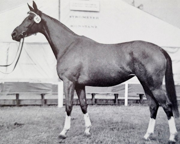 Zuchtstute Tracht (Trakehner, 1968, von Prince Rouge xx) Zuchtstute Tracht (Trakehner, 1968, von Prince Rouge xx)