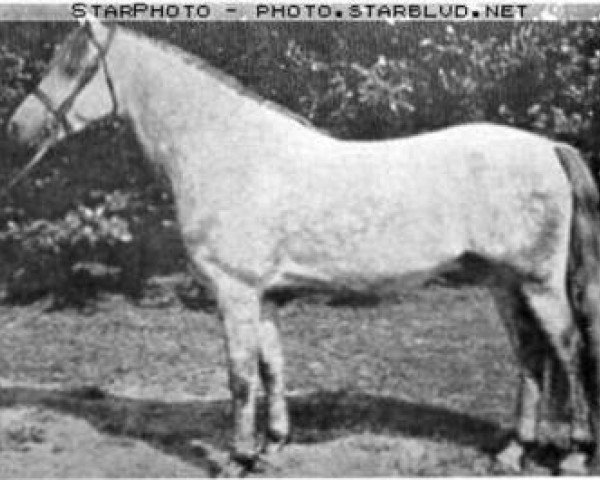 Deckhengst Wickenden Osprey (Welsh Pony (Sek.B), 1960, von Coed Coch Berwynfa)