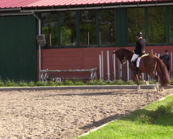 Reitturnier Schwanewede 2021