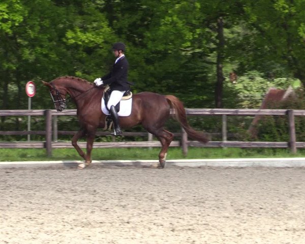 Reitturnier Schwanewede 2021