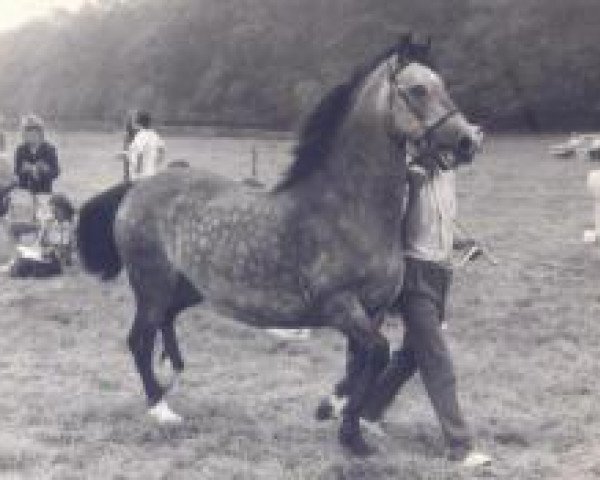 broodmare Gwenllan Gwen (Welsh-Cob (Sek. D), 1957, from Caradog Llwyd)