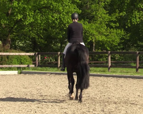 Reitturnier Schwanewede 2021