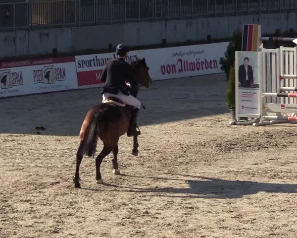 Reitturnier Westergellersen 2021