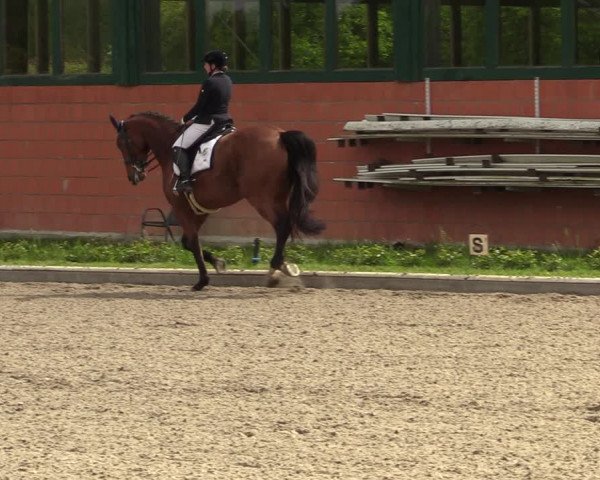 Reitturnier Schwanewede 2021
