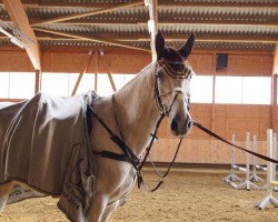 broodmare Corelli's Harmony (Czech Warmblood, 2006, from Corelli)