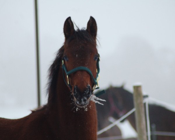 Pferd Ashwin (Mecklenburger, 2010, von Ashby 4)