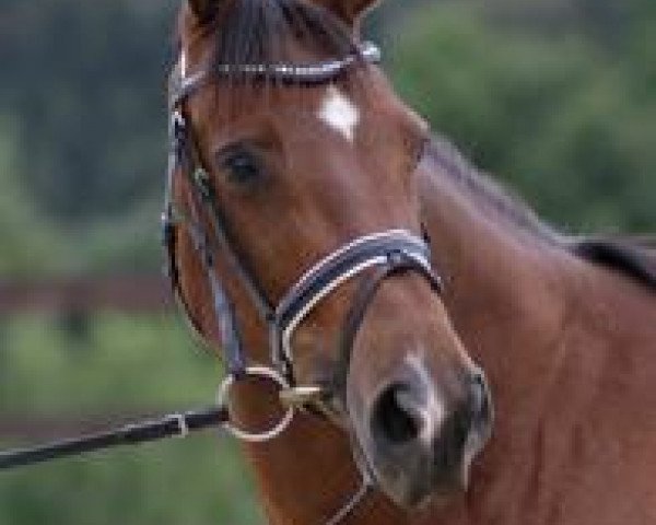 broodmare Ehrenmann's Tante (Westphalian, 2004, from Ehrentusch)