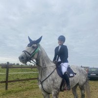 jumper Caesar D (Westphalian, 2016, from Casalido)