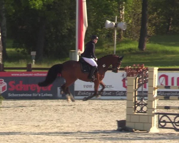 Reitturnier Westergellersen 2021