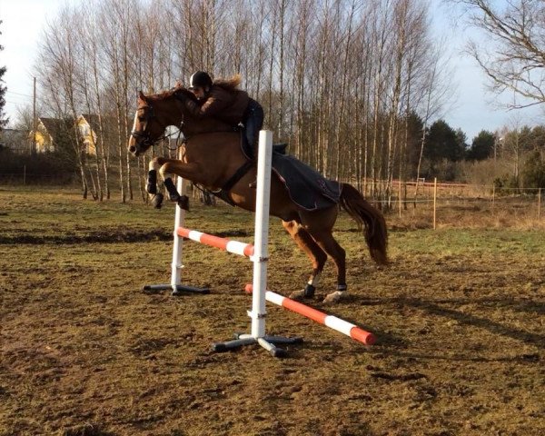horse Ludwigo (Oldenburg show jumper, 2009, from Ludwigs As)