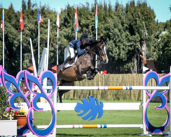 Zuchtstute Carola Bh (KWPN (Niederländisches Warmblut), 2007, von Dutch Capitol)