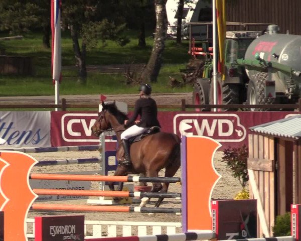 Reitturnier Westergellersen 2021