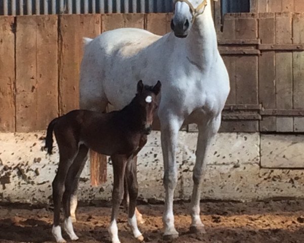 broodmare Carmina Ribana (Westphalian, 2003, from Cornet Obolensky)