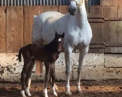 broodmare Carmina Ribana (Westphalian, 2003, from Cornet Obolensky)