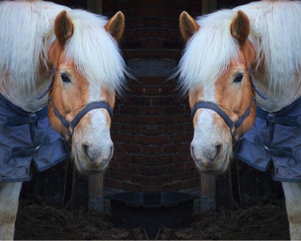 Kůň Albatros (3,125% ox) (Edelbluthaflinger, 1998, od liz. 169/T Aurach)