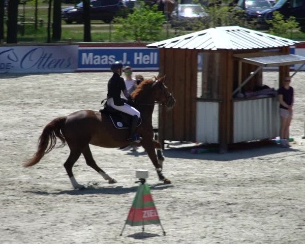 Reitturnier Westergellersen 2021