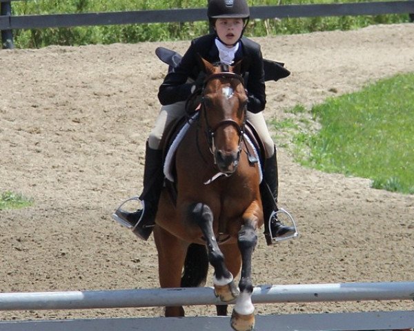 horse Bacardi (German Riding Pony, 1996, from Black Boy)