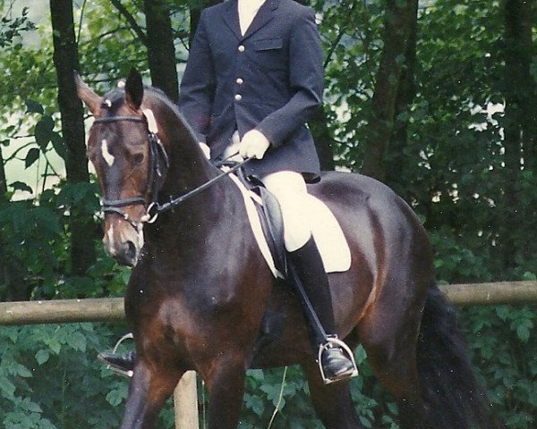 horse Remington K (Saxony-Anhaltiner, 1993, from Rame Z)