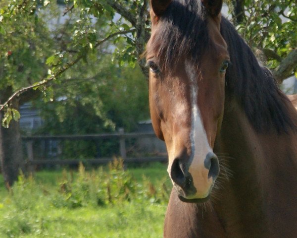 horse Finefellow (Hanoverian, 2006, from For Edition)