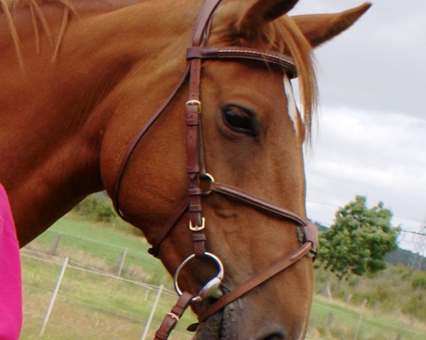 broodmare Jolina (German Warmblood, 2005, from Cyper Space)