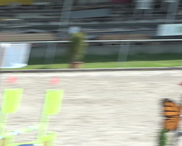 Reitturnier Schaffhausen 2021
