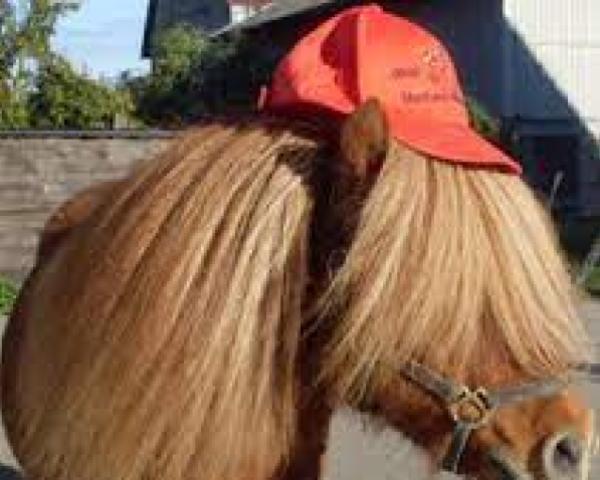 Semental Rebel (Poni Shetland (menos de 87 cm), 1994, de Robert)