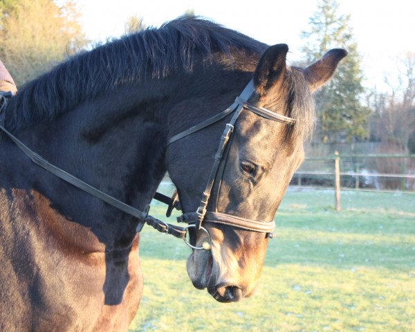 horse Laurenz (Hanoverian, 2010, from Lemur)