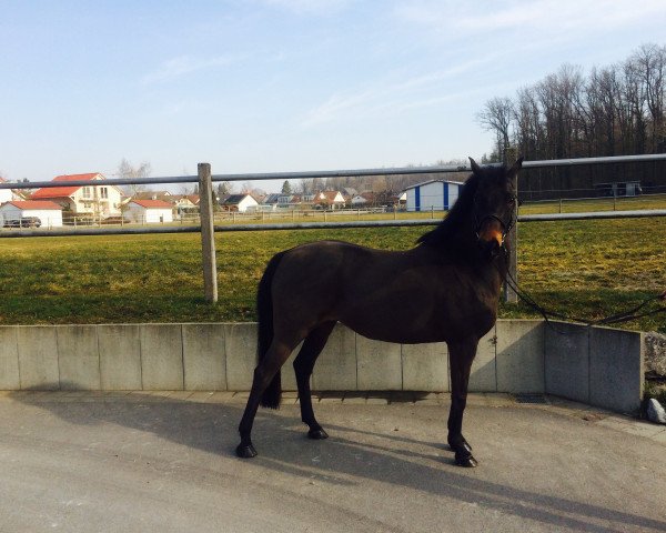 Zuchtstute Nowa W (Deutsches Reitpony, 2000, von Nion)