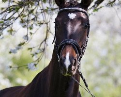 jumper Sandokan 296 (Trakehner, 2009, from Shavalou)