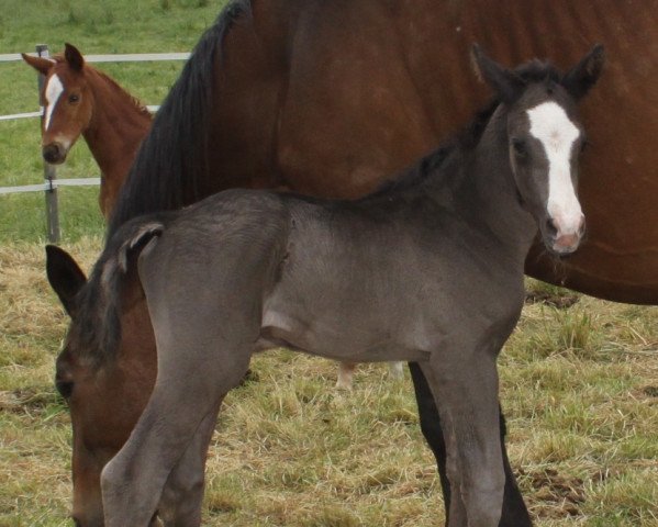 Dressurpferd Scuderio (Westfale, 2014, von Scuderia)
