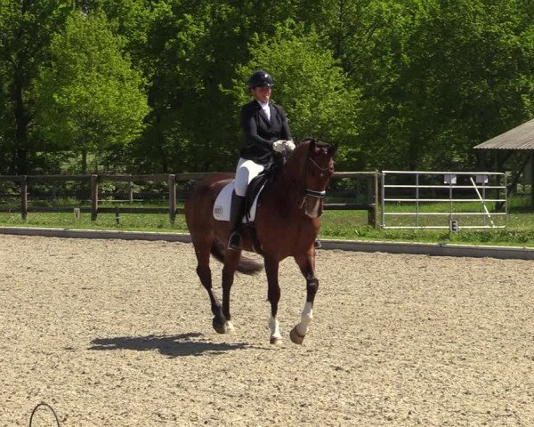 Reitturnier Schwanewede 2021