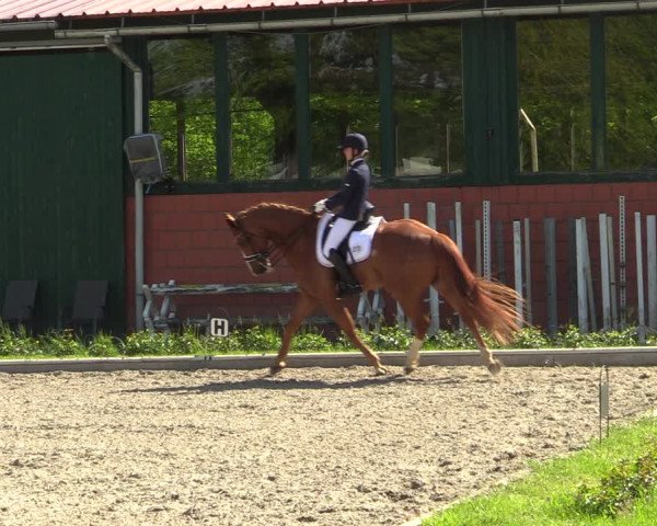 Reitturnier Schwanewede 2021