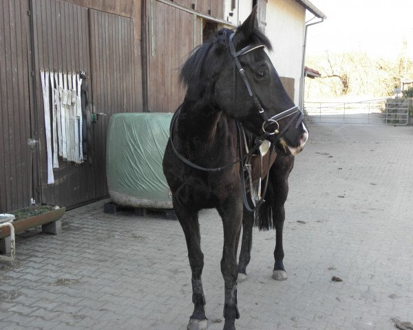 broodmare Velvet Rose (Oldenburg, 2008, from Jazz Time)