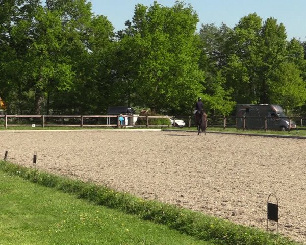 Reitturnier Schwanewede 2021