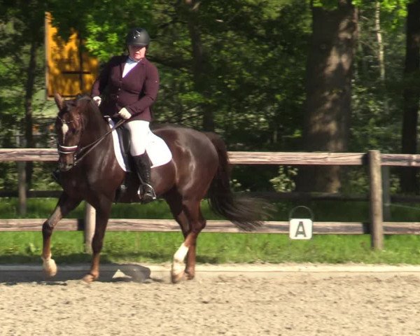 Reitturnier Schwanewede 2021