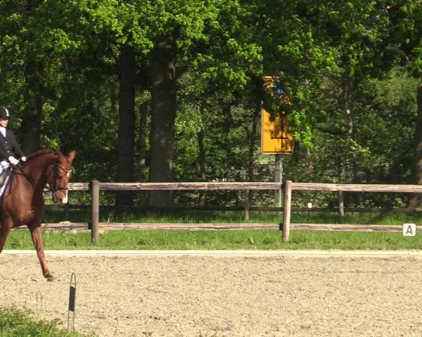 Reitturnier Schwanewede 2021