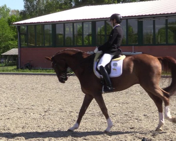 Reitturnier Schwanewede 2021
