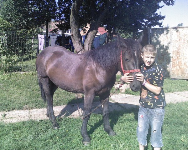 broodmare Mura (Polish Warmblood, 2008, from Hercules S) broodmare Mura (Polish Warmblood, 2008, from Hercules S)