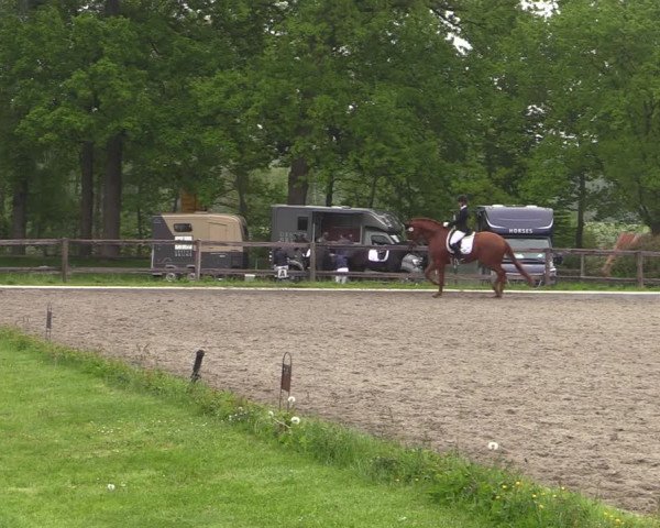 Reitturnier Schwanewede 2021