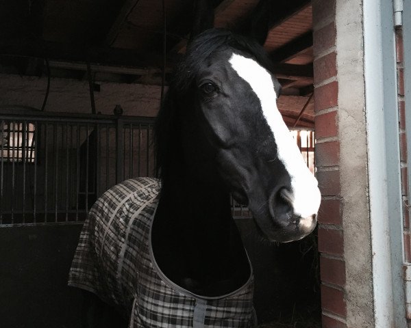 horse Phantom der Oper (Trakehner, 2002, from Amatcho)