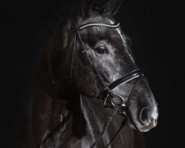 Deckhengst Cornet's Boy RM (Westfale, 2012, von Cornet Obolensky)