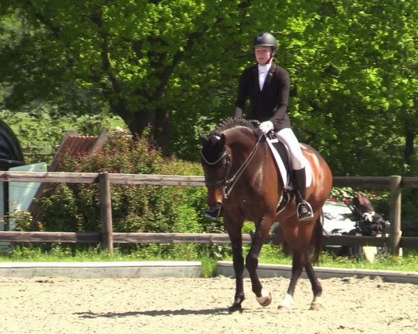 Reitturnier Schwanewede 2021