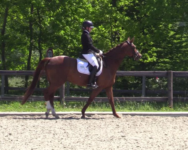 Reitturnier Schwanewede 2021