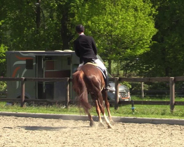 Reitturnier Schwanewede 2021