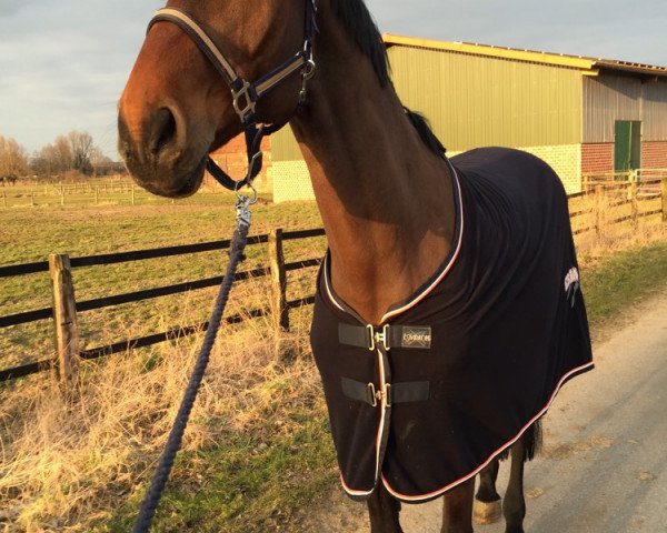 horse Lavaletta 9 (Holsteiner, 2000, from Lavaletto)